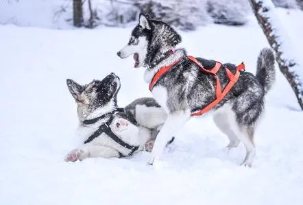 Mal de rabia en los perros ¿Cómo proceder?