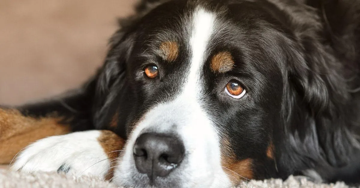 Raza de perros grandes peludos: Todo lo que debes saber