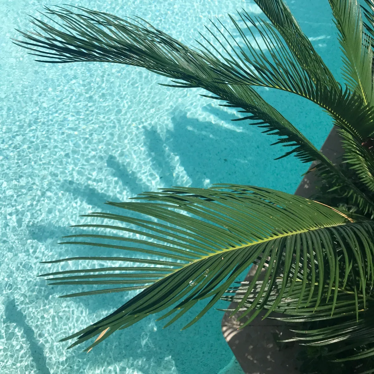 Palm fronds over swimming pool, tied to property value of homes with pools