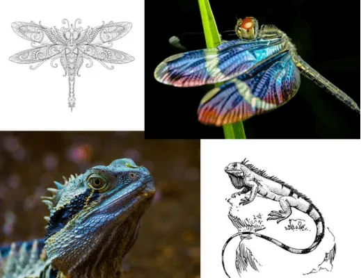 pictures of dragon