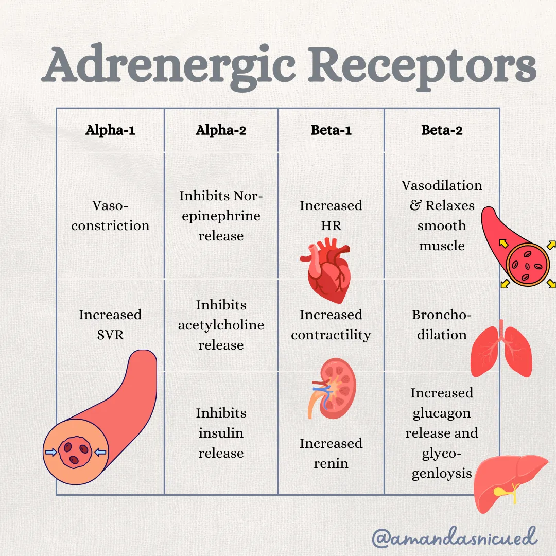 Adrenergic Receptors