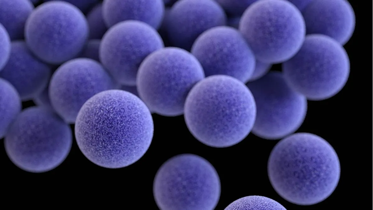 staph aureus