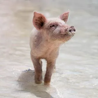 A pink piglet stands on a smooth grey floor looking up at the camera.