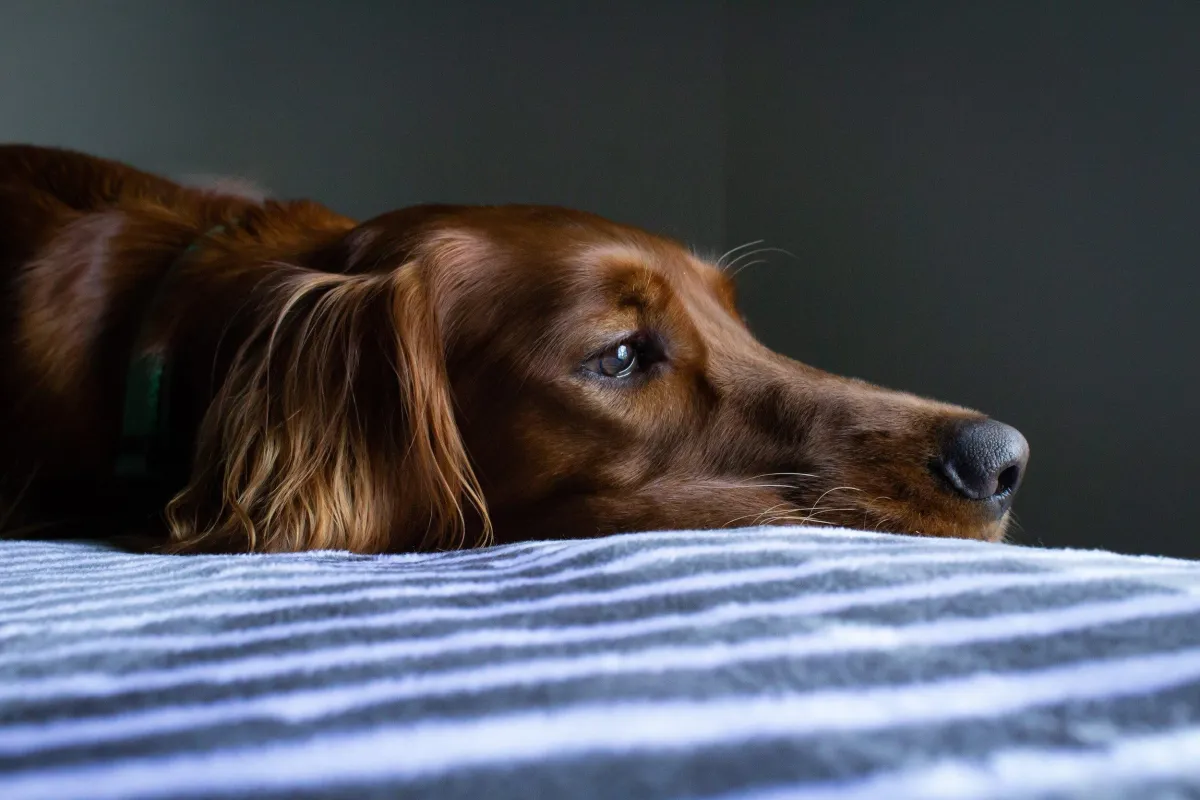Unraveling the Mystery Dog Respiratory Illness: Safeguarding Your Furry Friends in Oregon and Beyond