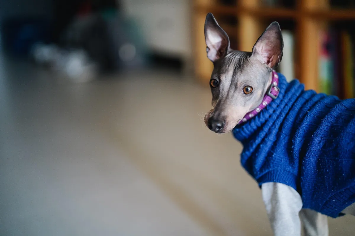 A grey Hairless dog in a purple collar and blue knitt sweater looking at the camera with brown eyes