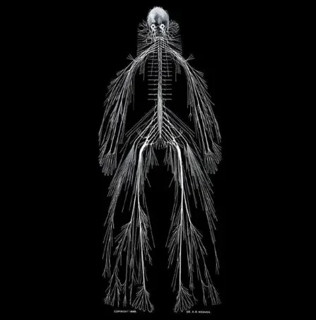 Your Nervous System Called. It’s Tired of Being in Survival Mode