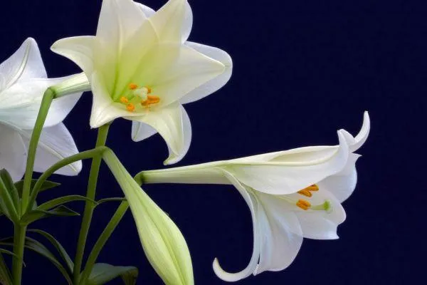How Mindfulness Can Help you Deal with Grief