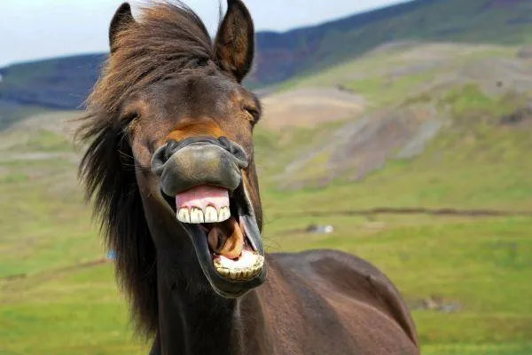 Something to Make you Laugh Today!