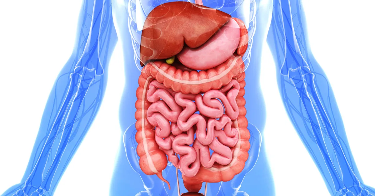 Digestion