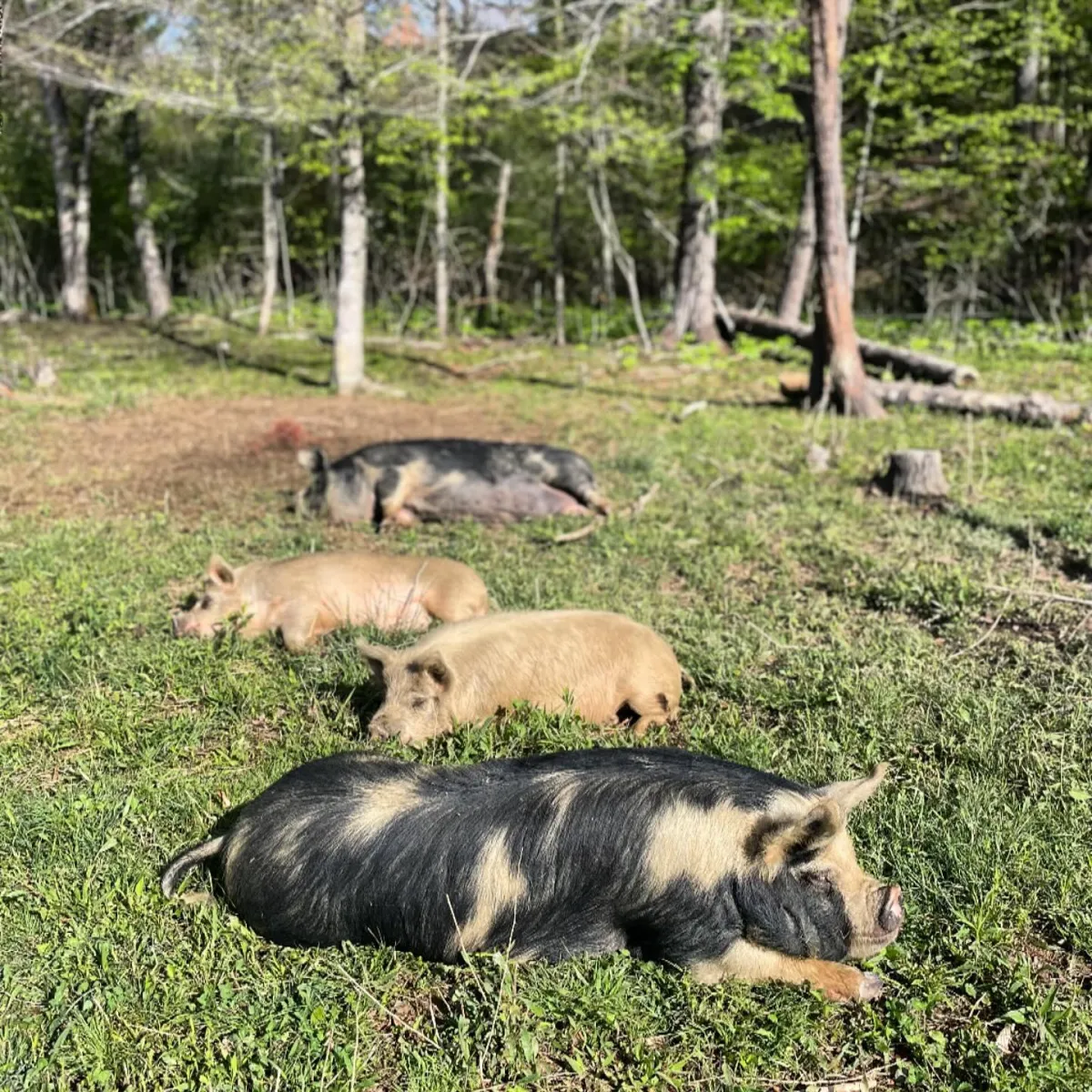 locally raised meat pigs in West Virginia