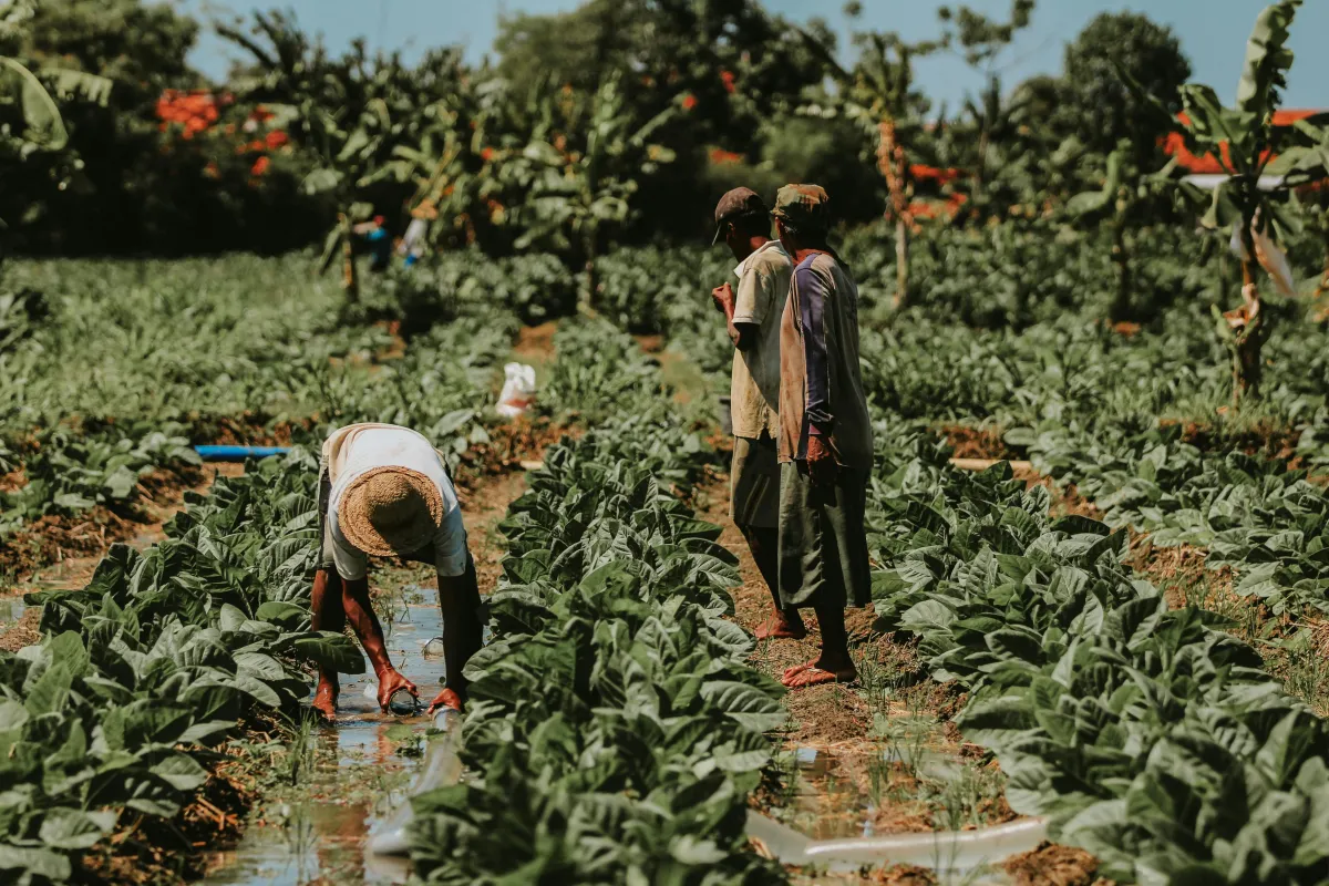 Join a Local Farm Membership Program: Fresh Produce Awaits!