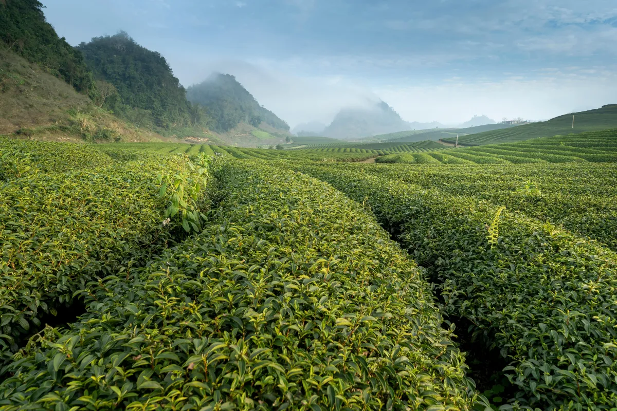 Unlock the Benefits of Community Supported Agriculture Now