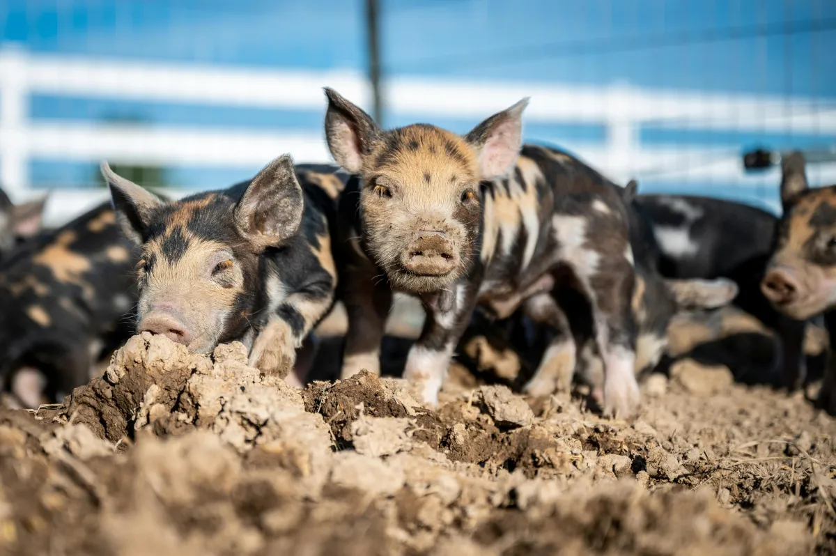 Discover the Best Pig Breeds for Meat Production