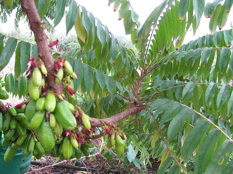 AVERRHOA BILIMBI : Une Plante Médicinale aux Propriétés Curatives Remarquables