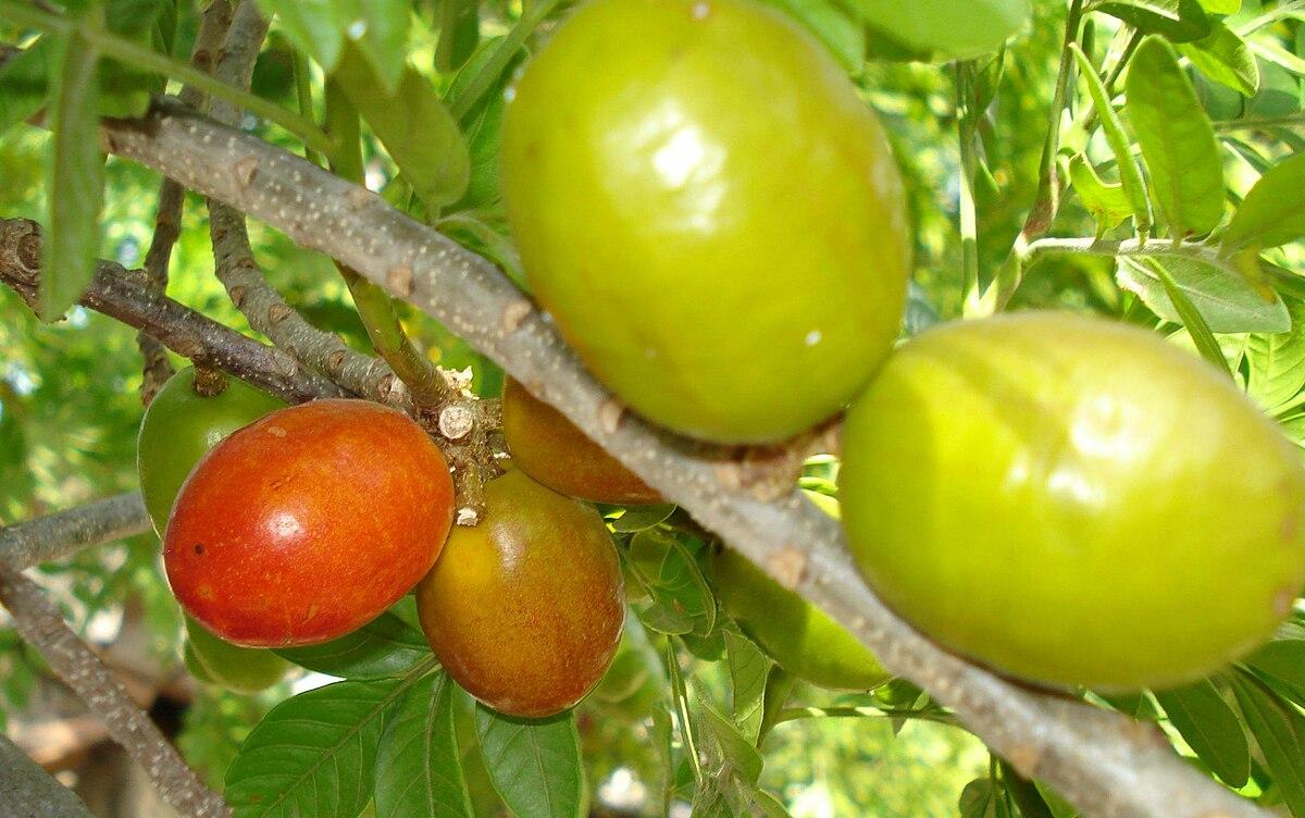 Les Propriétés Curatives de Spondias Purpurea : Un Trésor de la Nature