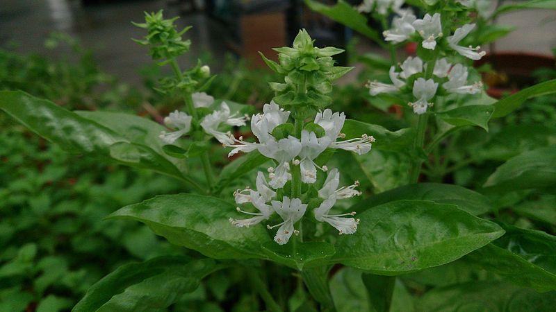 Les Propriétés Curatives d'Ocimum Basilicum
