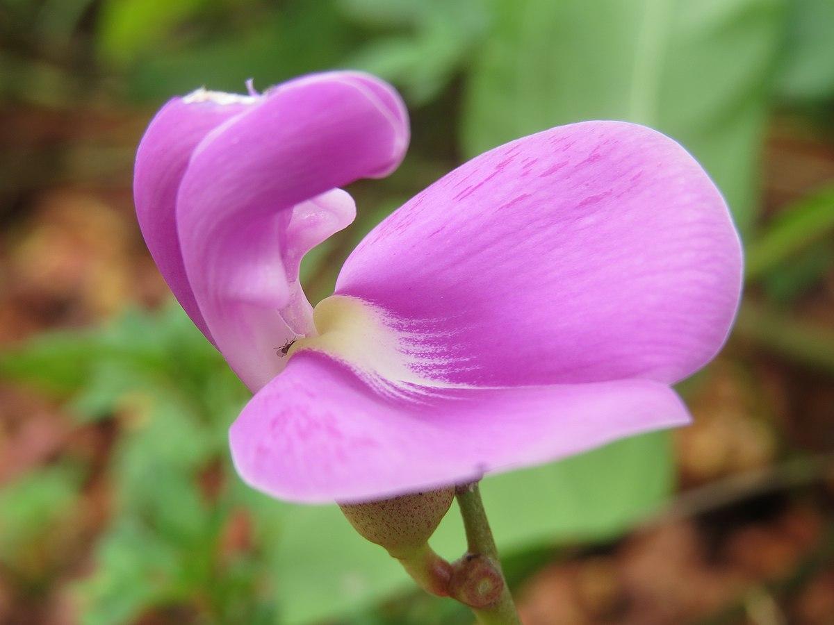 Les Propriétés Curatives de Canavalia Maritima : Une Plante Médicinale Prometteuse