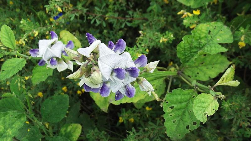 Découvrez les Bienfaits de CROTALARIA VERRUCOSA : Une Plante Médicinale aux Propriétés Étonnantes