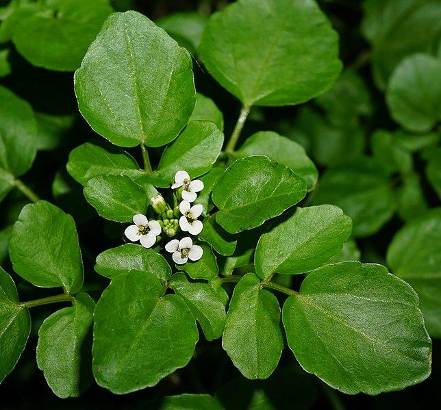 Les vertus médicinales du NASTURNIUM OFFICINALE