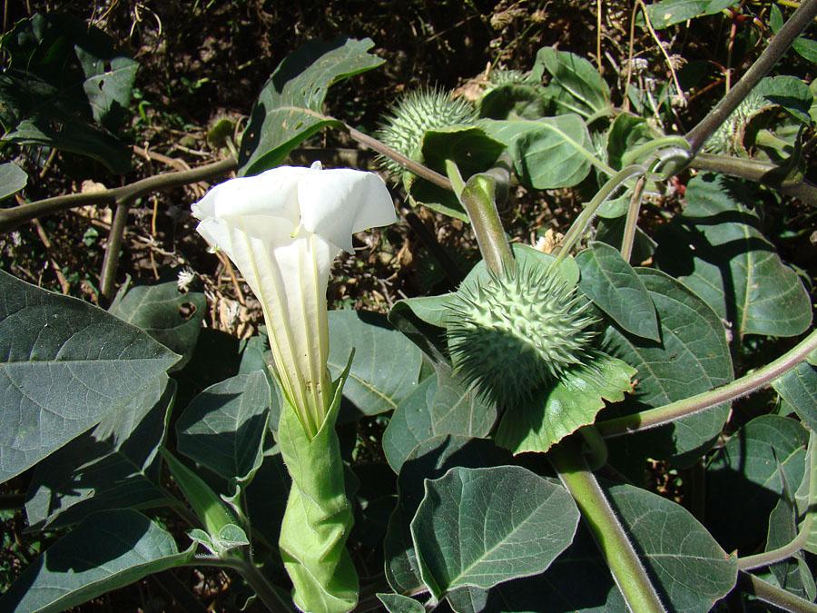 Les propriétés curatives de Datura Innoxia : Une plante médicinale aux multiples applications
