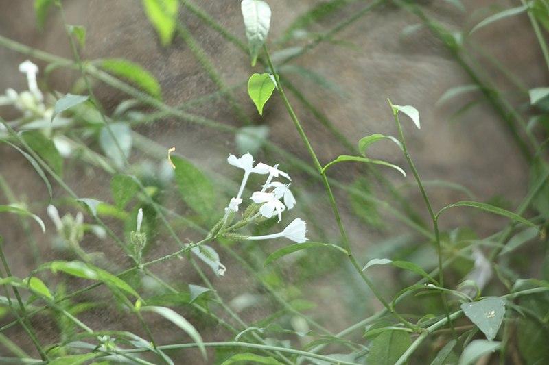 Plumbago scandens : Une plante médicinale aux multiples bienfaits