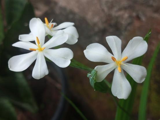 Les Vertus Curatives d'Eleutherine Bulbosa : Un Trésor de la Nature