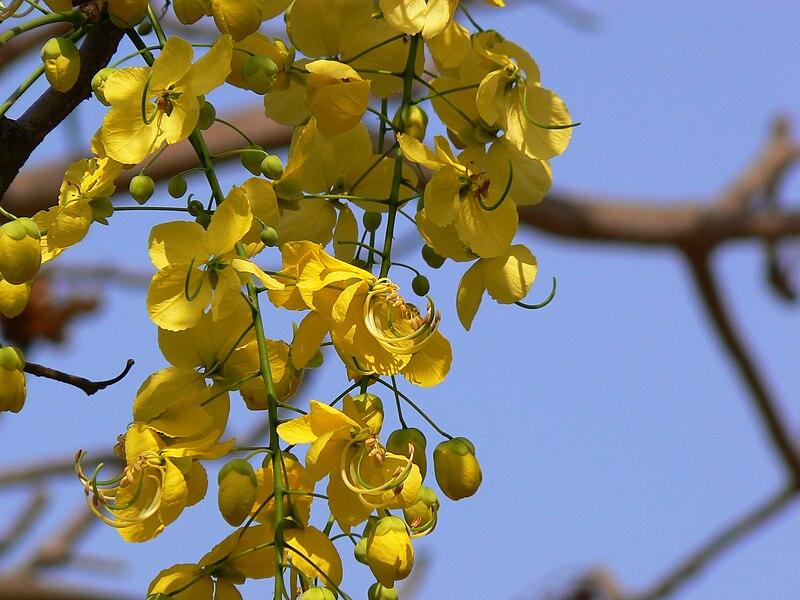 Les Propriétés Curatives de la CASSIA FISTULA : Un Remède Naturel Prisé