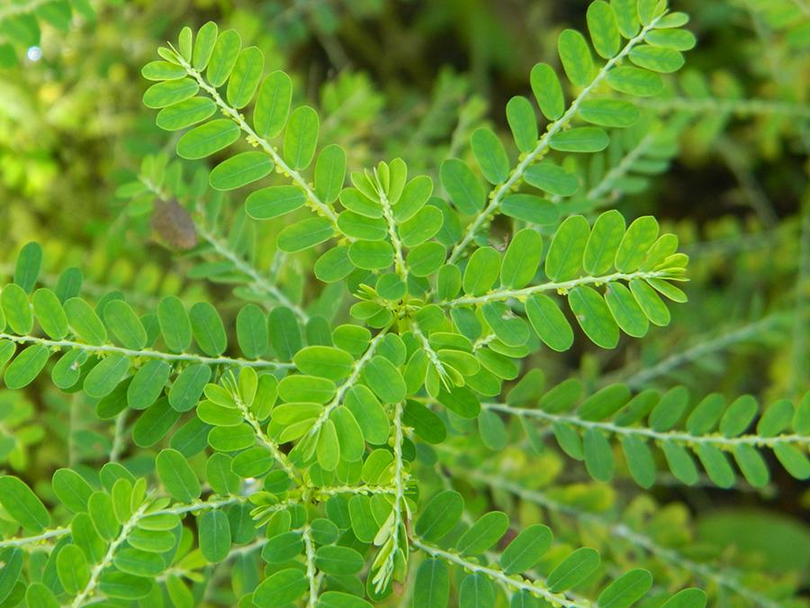 Découverte des Propriétés Curatives de la Plante Médicinale Phyllanthus Niruri