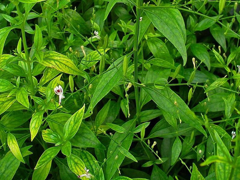 Les bienfaits de l'Andrographis Paniculata : Une plante médicinale aux multiples vertus