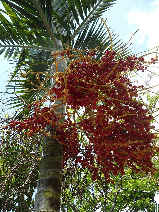 Les Propriétés Curatives de PHOENIX DACTYLIFERA : Un Trésor de la Nature
