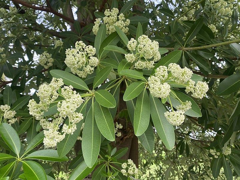 Les Propriétés Curatives de l'Alstonia Scholaris : Un Remède Naturel aux Multiples Vertus