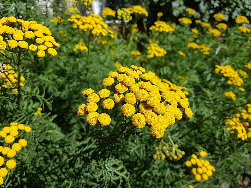 Les Bienfaits de TANACETUM VULGARE : Une Plante Médicinale aux Propriétés Curatives