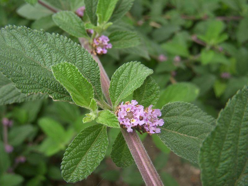 Les Propriétés Curatives de LIPPIA ALBA : Un Trésor Naturel