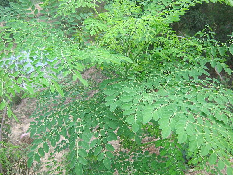 Découvrez les Pouvoirs Curatifs du Moringa Oleifera