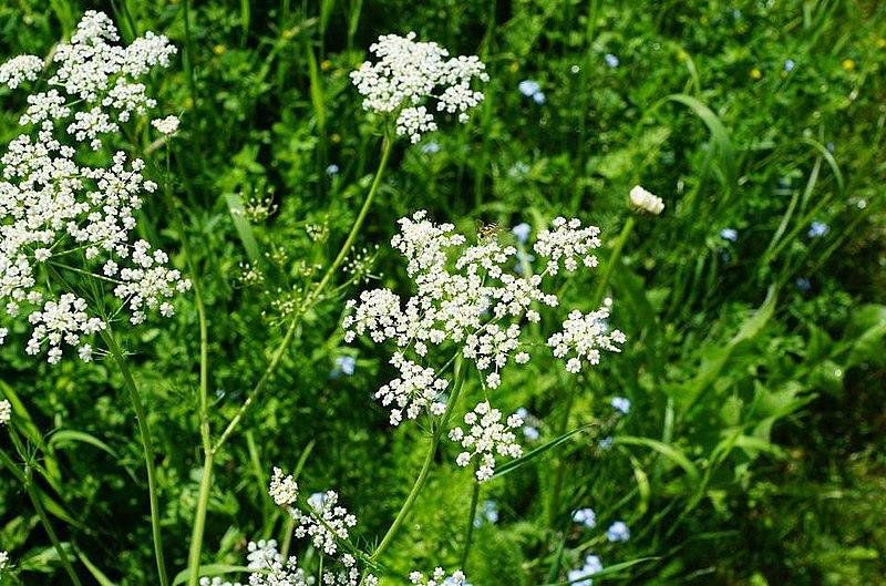 Les Propriétés Curatives de Pimpinella Anisum : Un Trésor Médicinal