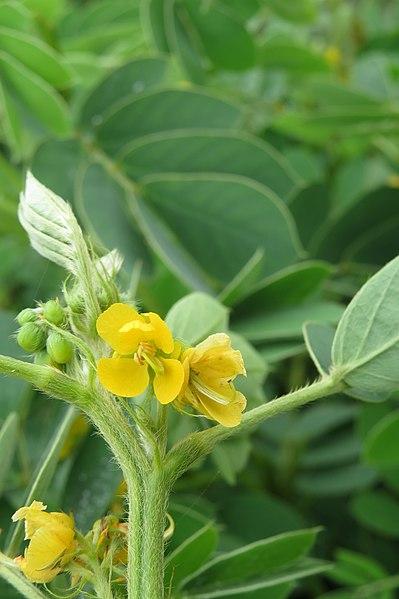 Les Bienfaits de la Senna Obtusifolia en Extraction Alcoolique