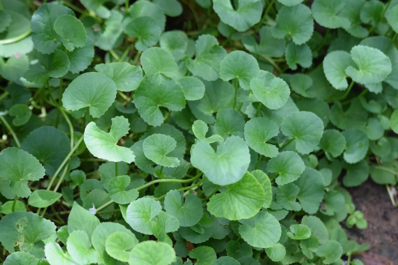 Les Bienfaits de la Centella Asiatica : Une Plante Médicinale aux Vertus Multiples