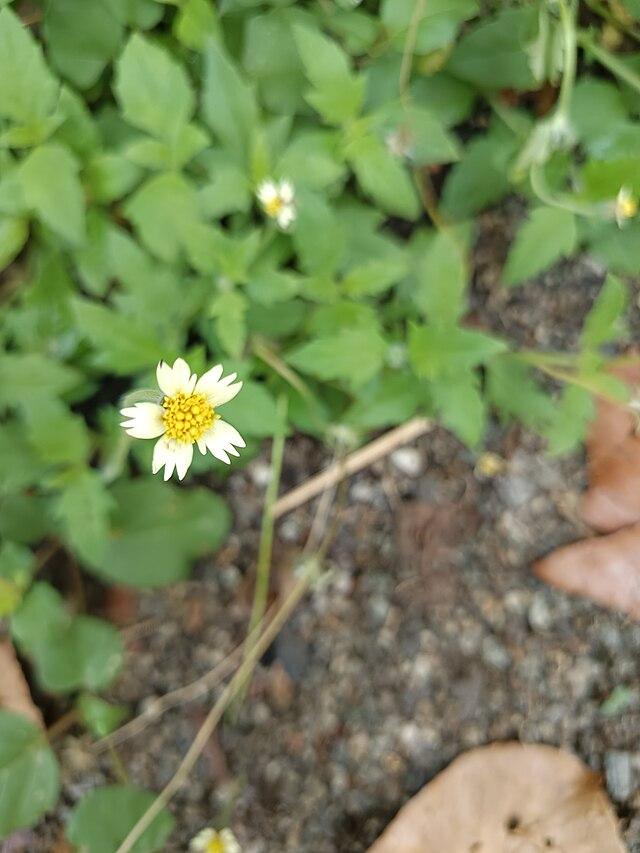 Les Propriétés Curatives de Tridax Procumbens : Une Réserve de Bienfaits pour votre Santé