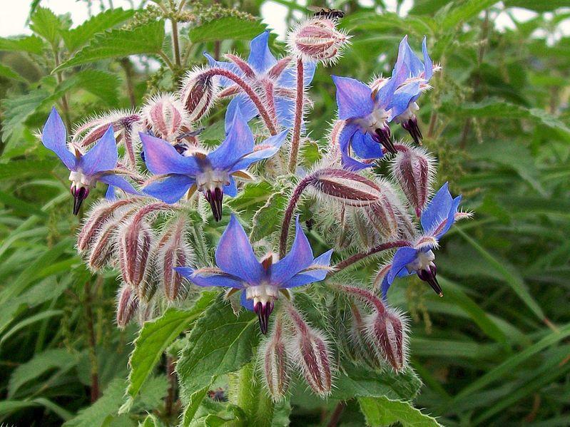 Les bienfaits typiques de la Borago Officinalis : Propriétés et applications
