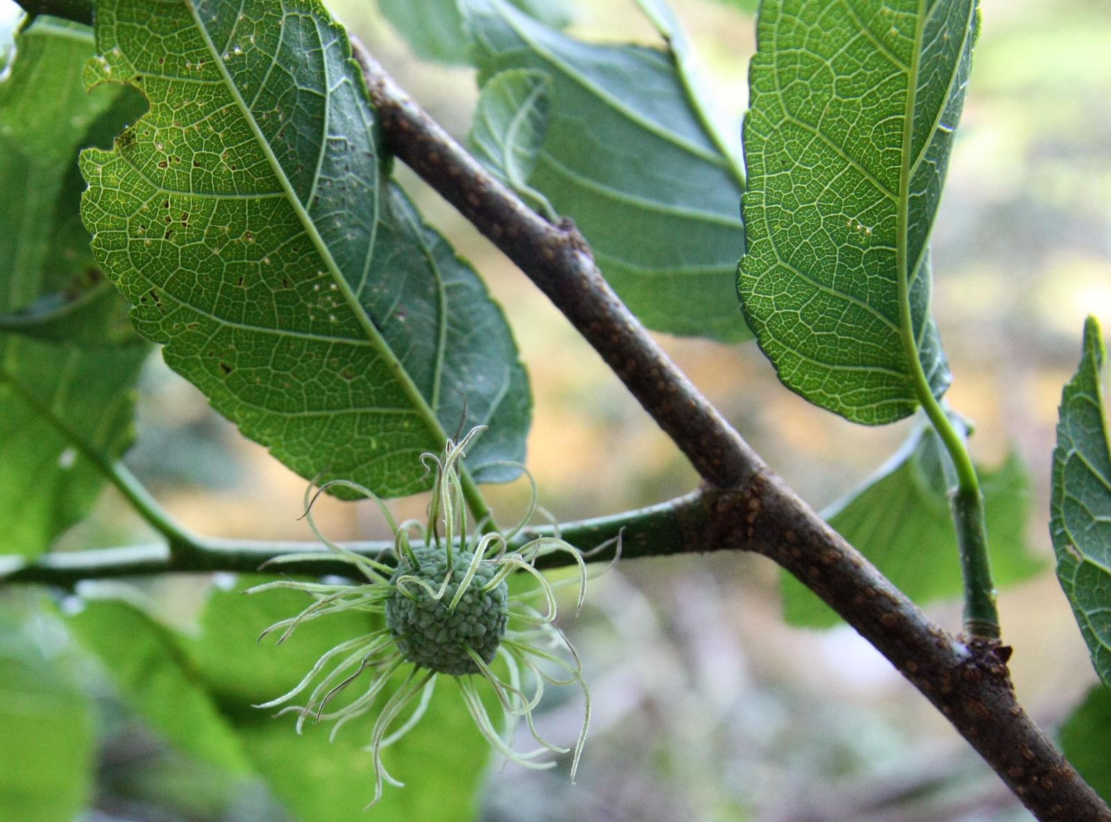 Les Propriétés Curatives de la Maclura Tinctoria