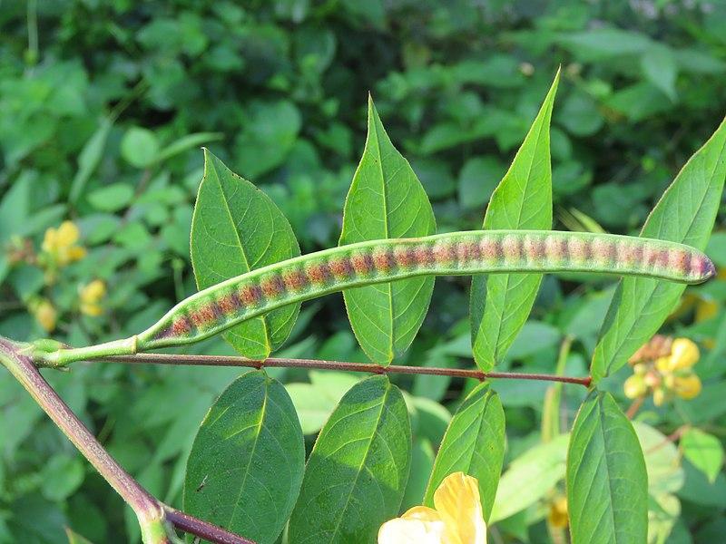 Les vertus médicinales de Senna Occidentalis