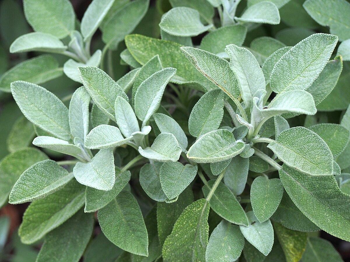Les Propriétés Médecinales de la Sauge : SALVIA OFFICINALIS