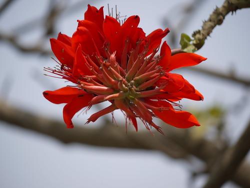 Les bienfaits de l'Erythrina Variegata : une plante aux multiples applications