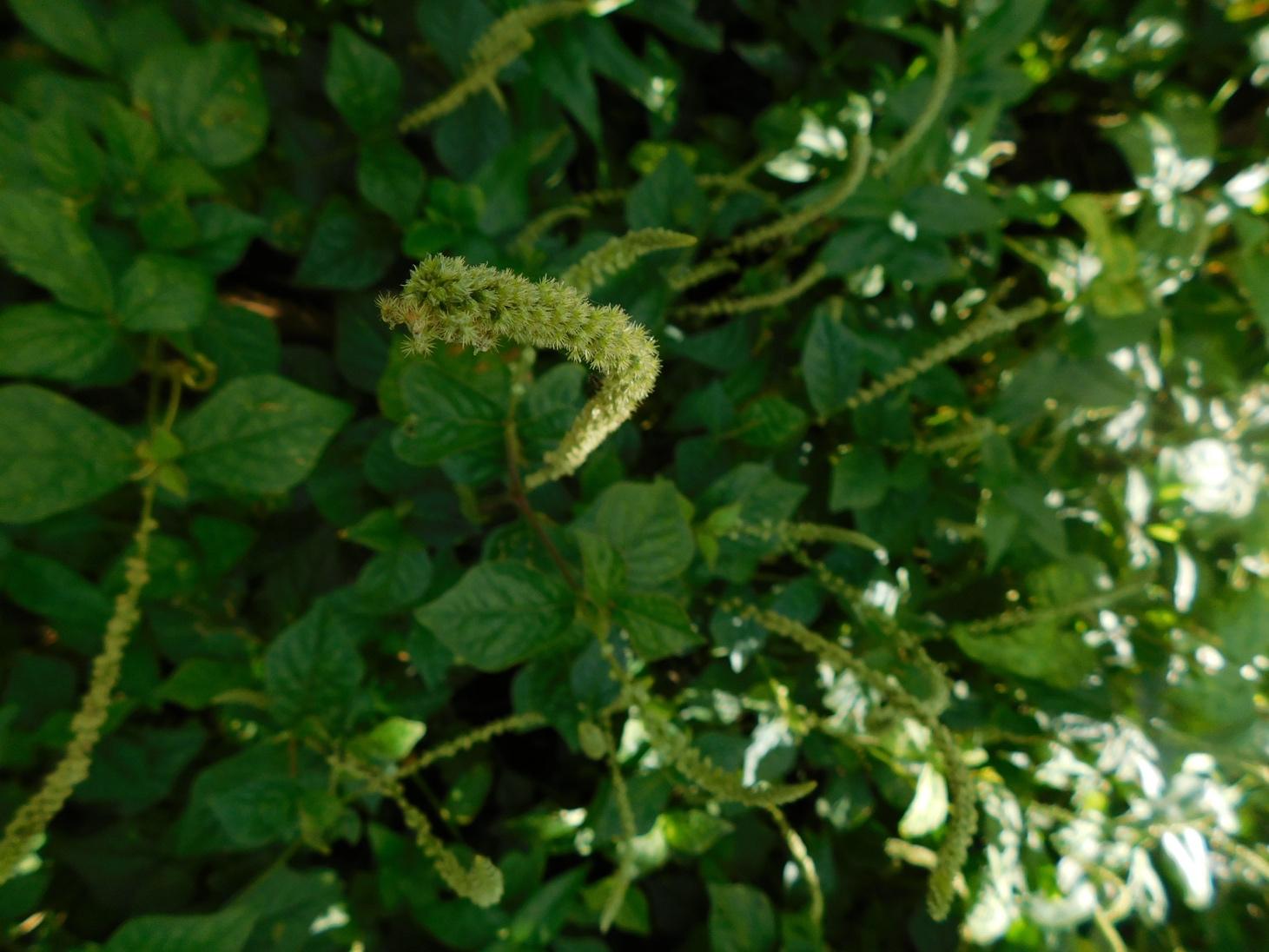 Les Bienfaits de la Plante Médicinale Cyathula Prostata