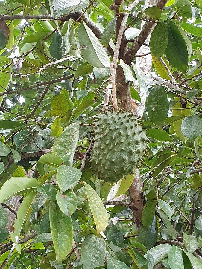 Les Bienfaits Curatifs de l'Annona Muricata