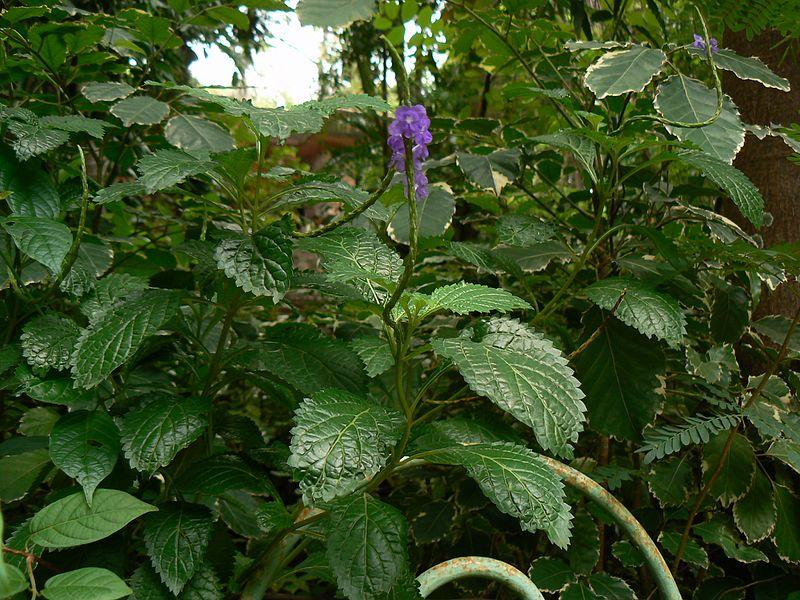 Les Propriétés Curatives de la Stachytarpheta Cayennensis