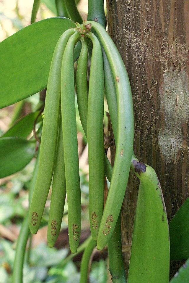 Les Propriétés Curatives de la Vanilla Planifolia : Un Trésor au Coeur de la Nature