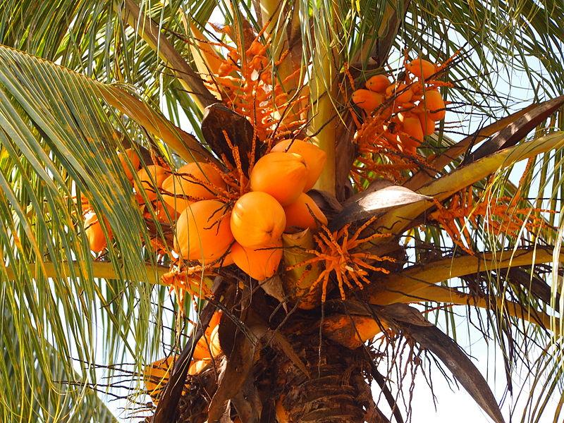 Photo de Tu7uh sans modification (CC BY 3.0)