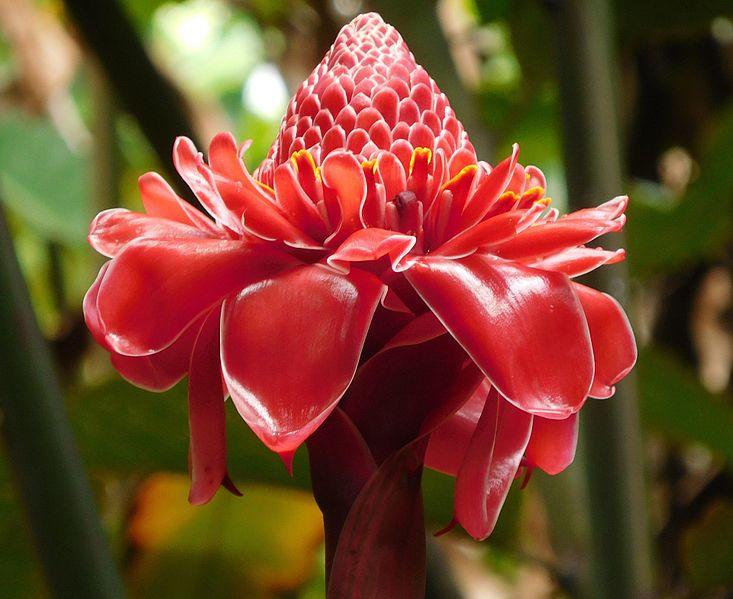 Les Propriétés Curatives de l'Etlingera Eliator : Plante Médicinale à Exploring