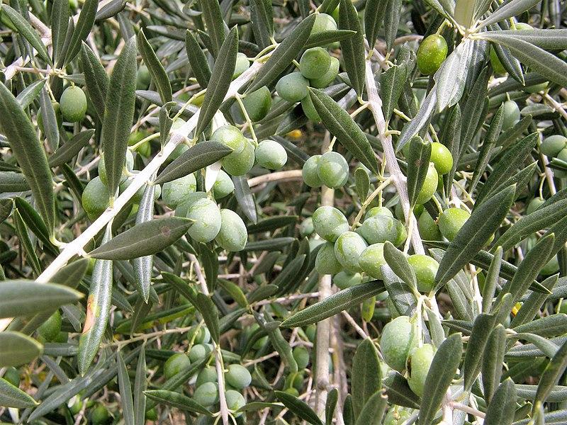 Les Propriétés Curatives de l'Olea Europaea : Focus sur les Applications Alcooliques